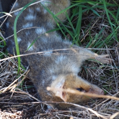 Dasyurus viverrinus (Eastern Quoll) at Throsby, ACT - 14 Apr 2023 by rbannister