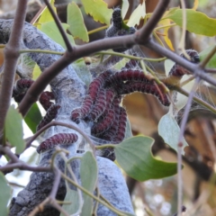 Delias harpalyce (Imperial Jezebel) at Stromlo, ACT - 22 May 2023 by HelenCross