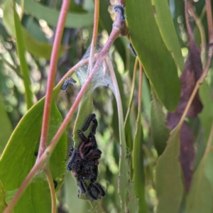 Delias harpalyce at Stromlo, ACT - 22 May 2023