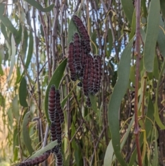 Delias harpalyce at Stromlo, ACT - 22 May 2023