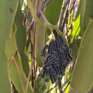 Delias harpalyce at Stromlo, ACT - 22 May 2023