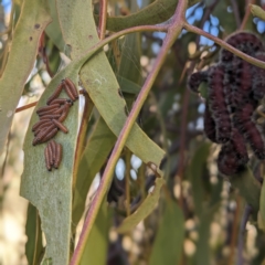 Delias harpalyce at Stromlo, ACT - 22 May 2023 02:55 PM