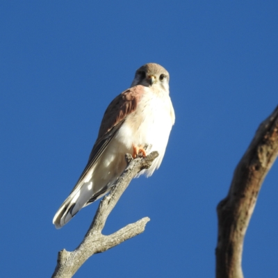 Falco cenchroides (Nankeen Kestrel) at Stromlo, ACT - 22 May 2023 by HelenCross