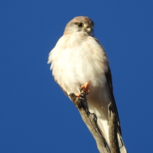 Falco cenchroides at Stromlo, ACT - 22 May 2023 03:50 PM