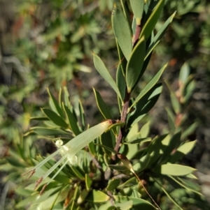 Styphelia triflora at Watson, ACT - 22 May 2023