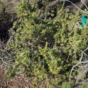 Styphelia triflora at Watson, ACT - 22 May 2023