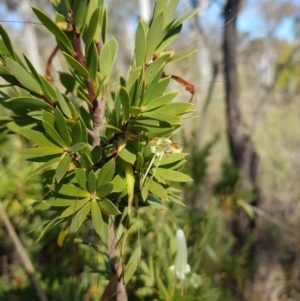 Styphelia triflora at Watson, ACT - 22 May 2023