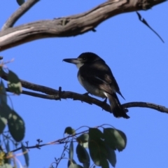 Cracticus torquatus (Grey Butcherbird) at Jerrabomberra Wetlands - 22 May 2023 by RodDeb