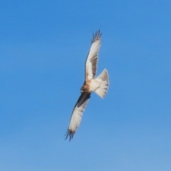 Hieraaetus morphnoides (Little Eagle) at Jerrabomberra Wetlands - 22 May 2023 by RodDeb