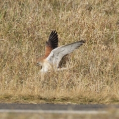 Falco cenchroides (Nankeen Kestrel) at Jerrabomberra Wetlands - 22 May 2023 by RodDeb