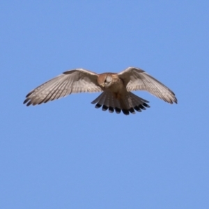 Falco cenchroides at Fyshwick, ACT - 22 May 2023 02:44 PM