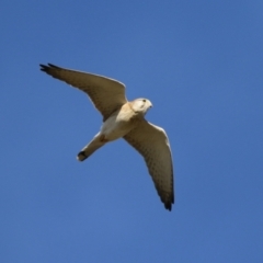 Falco cenchroides at Fyshwick, ACT - 22 May 2023 02:44 PM