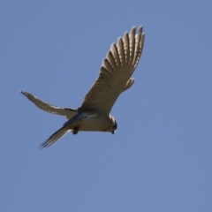 Falco cenchroides at Fyshwick, ACT - 22 May 2023 02:44 PM