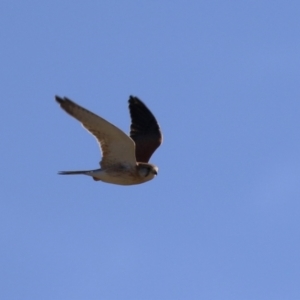 Falco cenchroides at Fyshwick, ACT - 22 May 2023 02:44 PM