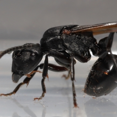 Unidentified Ant (Hymenoptera, Formicidae) at Wellington Point, QLD - 22 May 2023 by TimL