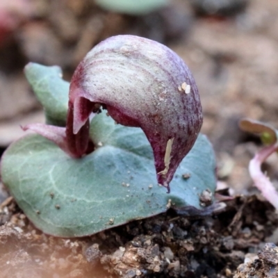 Corybas aconitiflorus (Spurred Helmet Orchid) at Mittagong, NSW - 21 May 2023 by Snowflake