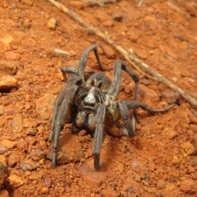 Tasmanicosa godeffroyi (Garden Wolf Spider) at Pialligo, ACT - 20 May 2023 by Christine