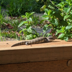 Tiliqua scincoides scincoides (Eastern Blue-tongue) at Watson, ACT - 21 May 2023 by AniseStar