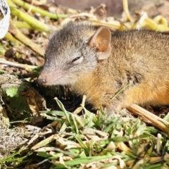 Antechinus flavipes (Yellow-footed Antechinus) at Yass River, NSW - 22 May 2023 by SenexRugosus