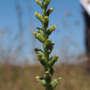 Microtis parviflora at Dunlop, ACT - 25 Nov 2022