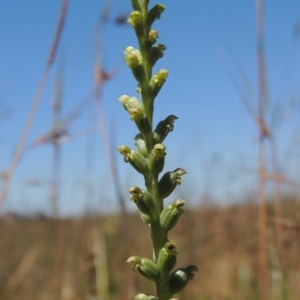 Microtis parviflora at Dunlop, ACT - 25 Nov 2022