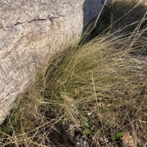 Nassella trichotoma at Watson, ACT - 22 May 2023