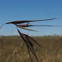 Themeda triandra (Kangaroo Grass) at Dunlop, ACT - 25 Nov 2022 by michaelb