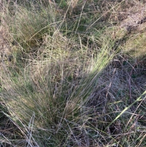 Nassella trichotoma at Watson, ACT - 22 May 2023