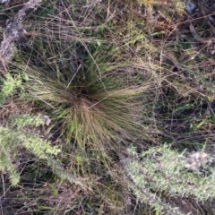 Nassella trichotoma at Watson, ACT - 22 May 2023