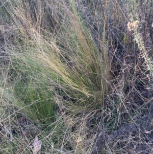 Nassella trichotoma at Watson, ACT - 22 May 2023