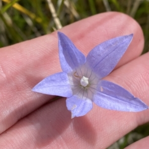 Wahlenbergia ceracea at Bimberi, NSW - 14 Apr 2023