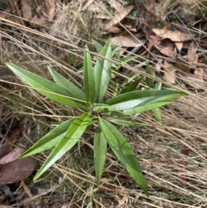 Ozothamnus stirlingii at Cotter River, ACT - 14 Apr 2023 03:07 PM