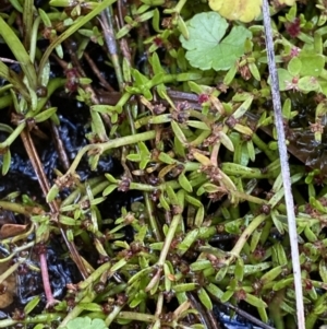 Myriophyllum pedunculatum subsp. pedunculatum at Cotter River, ACT - suppressed