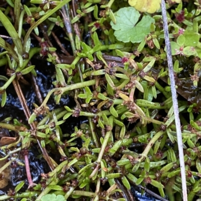 Myriophyllum pedunculatum subsp. pedunculatum (Water Milfoil) at Namadgi National Park - 14 Apr 2023 by Tapirlord