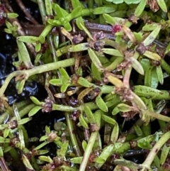 Myriophyllum pedunculatum subsp. pedunculatum at Cotter River, ACT - 14 Apr 2023