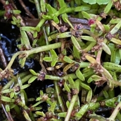 Myriophyllum pedunculatum subsp. pedunculatum at Cotter River, ACT - suppressed