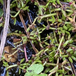 Myriophyllum pedunculatum subsp. pedunculatum at Cotter River, ACT - suppressed