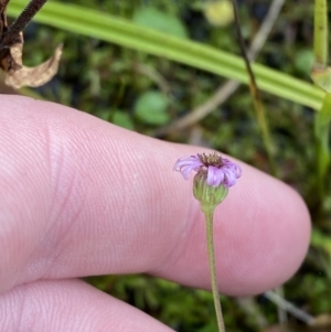 Lagenophora montana at Cotter River, ACT - 14 Apr 2023 02:38 PM