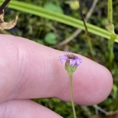 Lagenophora montana at Cotter River, ACT - 14 Apr 2023