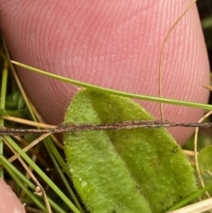 Lagenophora montana at Cotter River, ACT - 14 Apr 2023 02:38 PM