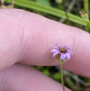 Lagenophora montana at Cotter River, ACT - 14 Apr 2023