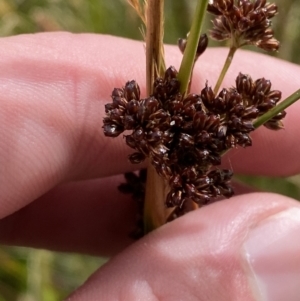 Juncus phaeanthus at Cotter River, ACT - 14 Apr 2023 02:12 PM