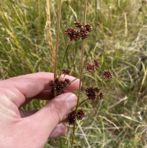 Juncus phaeanthus at Cotter River, ACT - 14 Apr 2023 02:12 PM