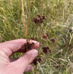 Juncus phaeanthus at Cotter River, ACT - 14 Apr 2023 02:12 PM