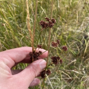 Juncus phaeanthus at Cotter River, ACT - 14 Apr 2023