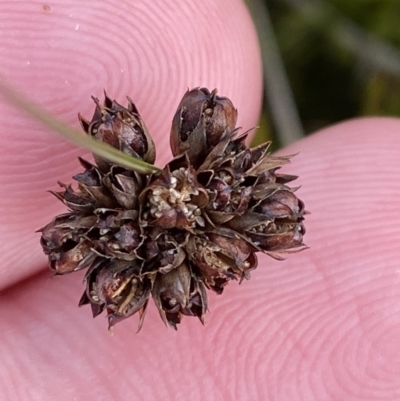Juncus falcatus (Sickle-leaf Rush) at Bimberi, NSW - 14 Apr 2023 by Tapirlord