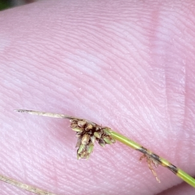 Isolepis subtilissima (Dwarf Clubsedge) at Namadgi National Park - 14 Apr 2023 by Tapirlord