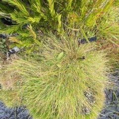 Isolepis subtilissima at Cotter River, ACT - 14 Apr 2023 01:49 PM