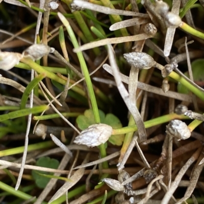 Isolepis crassiuscula (Alpine Club-rush) at Namadgi National Park - 14 Apr 2023 by Tapirlord