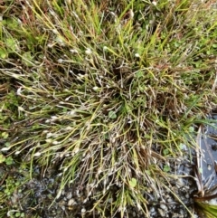 Isolepis crassiuscula at Cotter River, ACT - suppressed